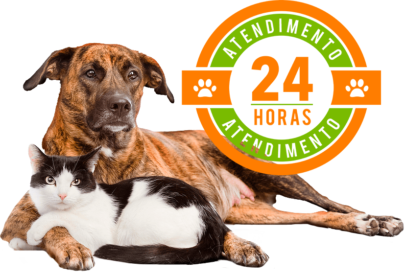 Pet Shop 24 Horas Perto de Mim Endereço Cagi Caixa D Agência - Pet Shop  Cães e Gatos - Hospital Veterinário Du Pet Clínica Veterinária 24 Horas em  Lauro de Freitas